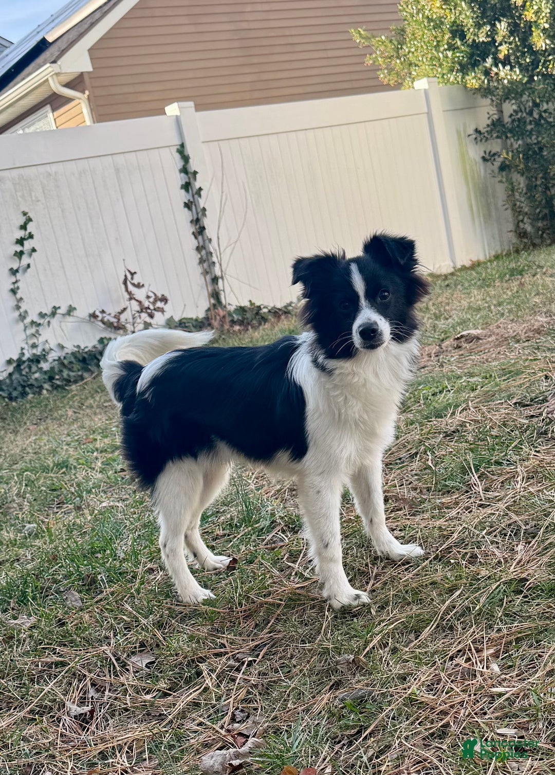 Mixed Breed dogs for sale: Cosmo - Ad 1