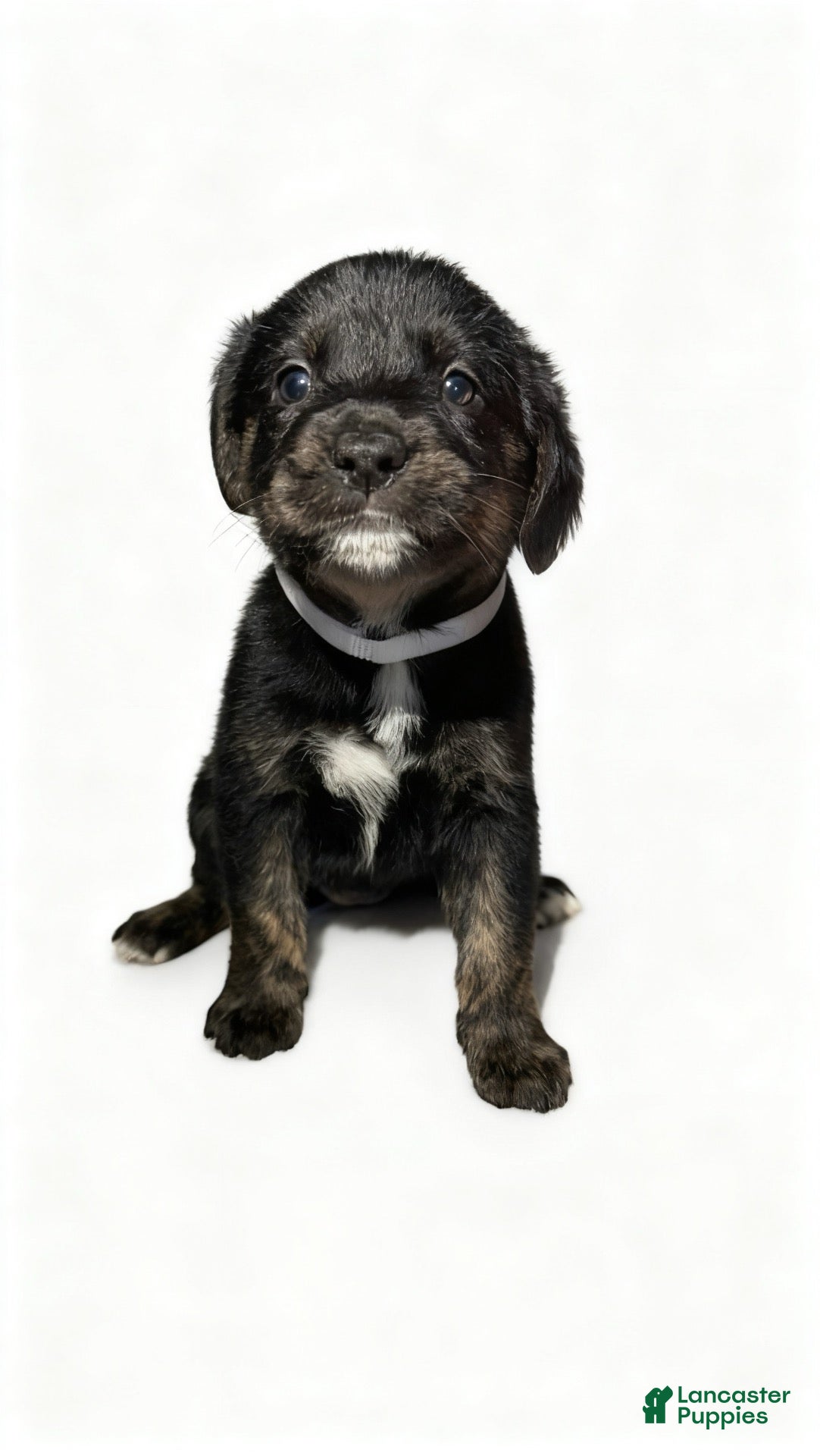 Mixed Breed dogs for sale: lola - Ad 14