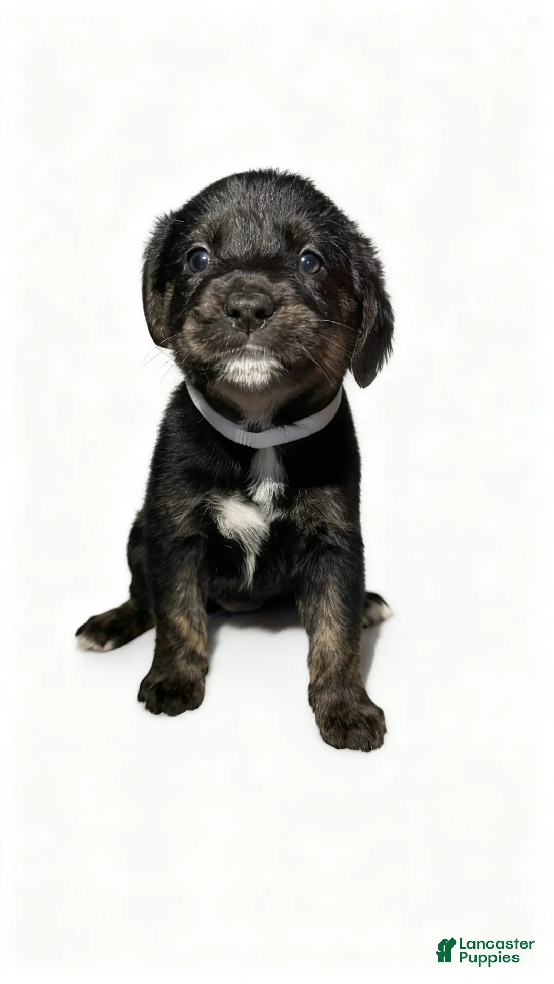 Mixed Breed dogs for sale: lola - Ad 1