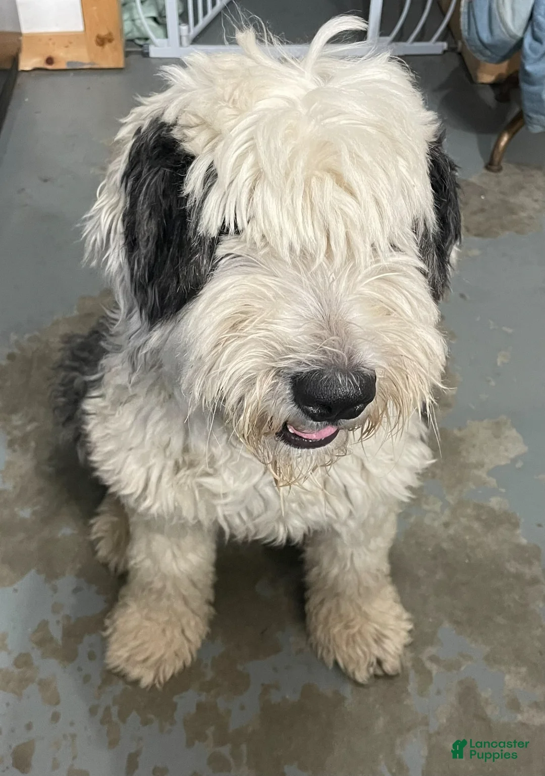 Old English Sheepdog dogs for sale: Old English Sheepdog Puppy 2 - Ad 2