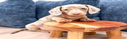 Miniature Dachshund dogs for sale: Oliver - Ad 2
