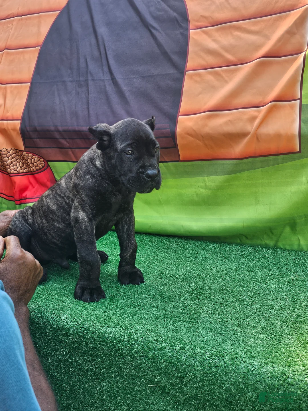 Cane Corso dogs for sale: BLAZE - Ad 1