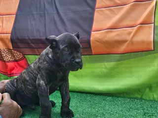 Cane Corso dogs for sale: BLAZE - Ad 2