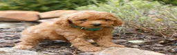 Cavapoo dogs for sale: Landon  - Ad 3