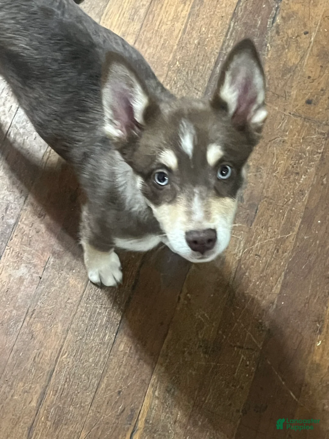 Pomsky dogs for sale: Little  - Ad 1
