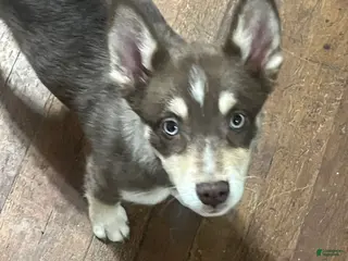 Pomsky dogs Little - Ad 40