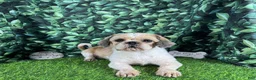 Shih Tzu dogs for sale: Shih Tzu 1 - Ad 7