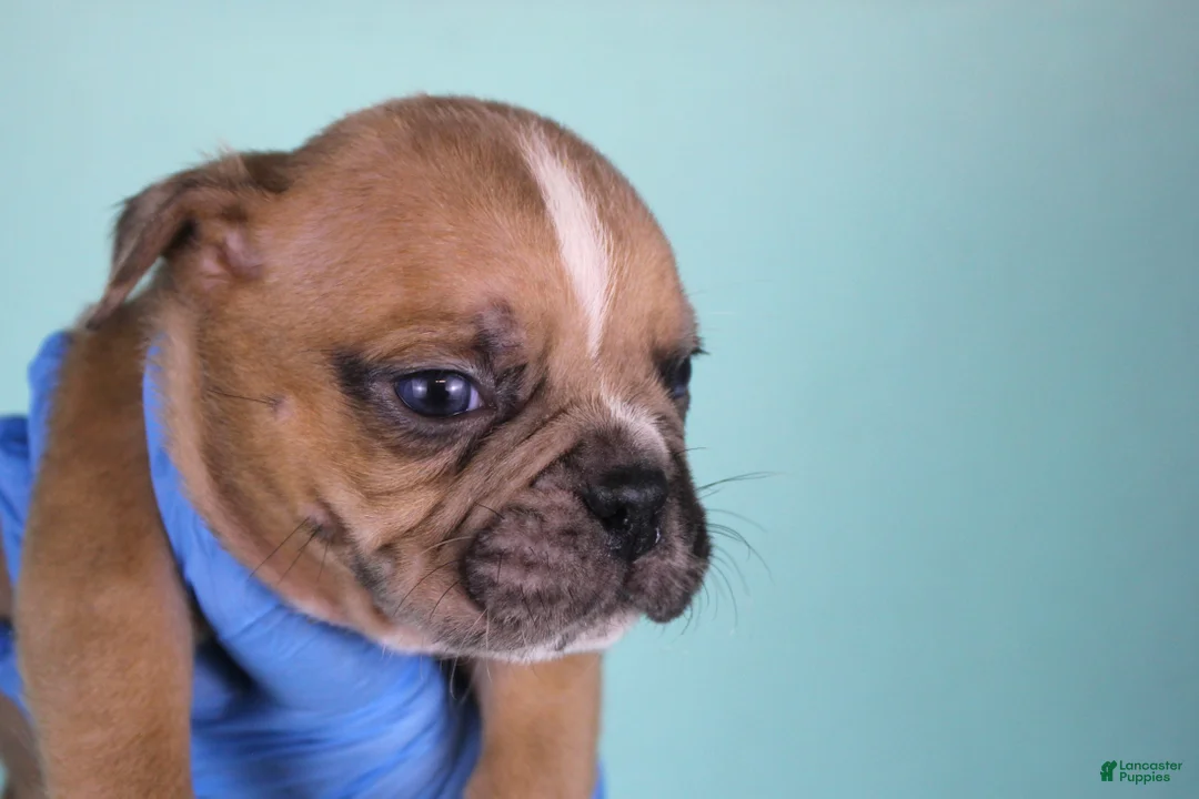 American Bully dogs for sale: Fawn Merle Male - Ad 4