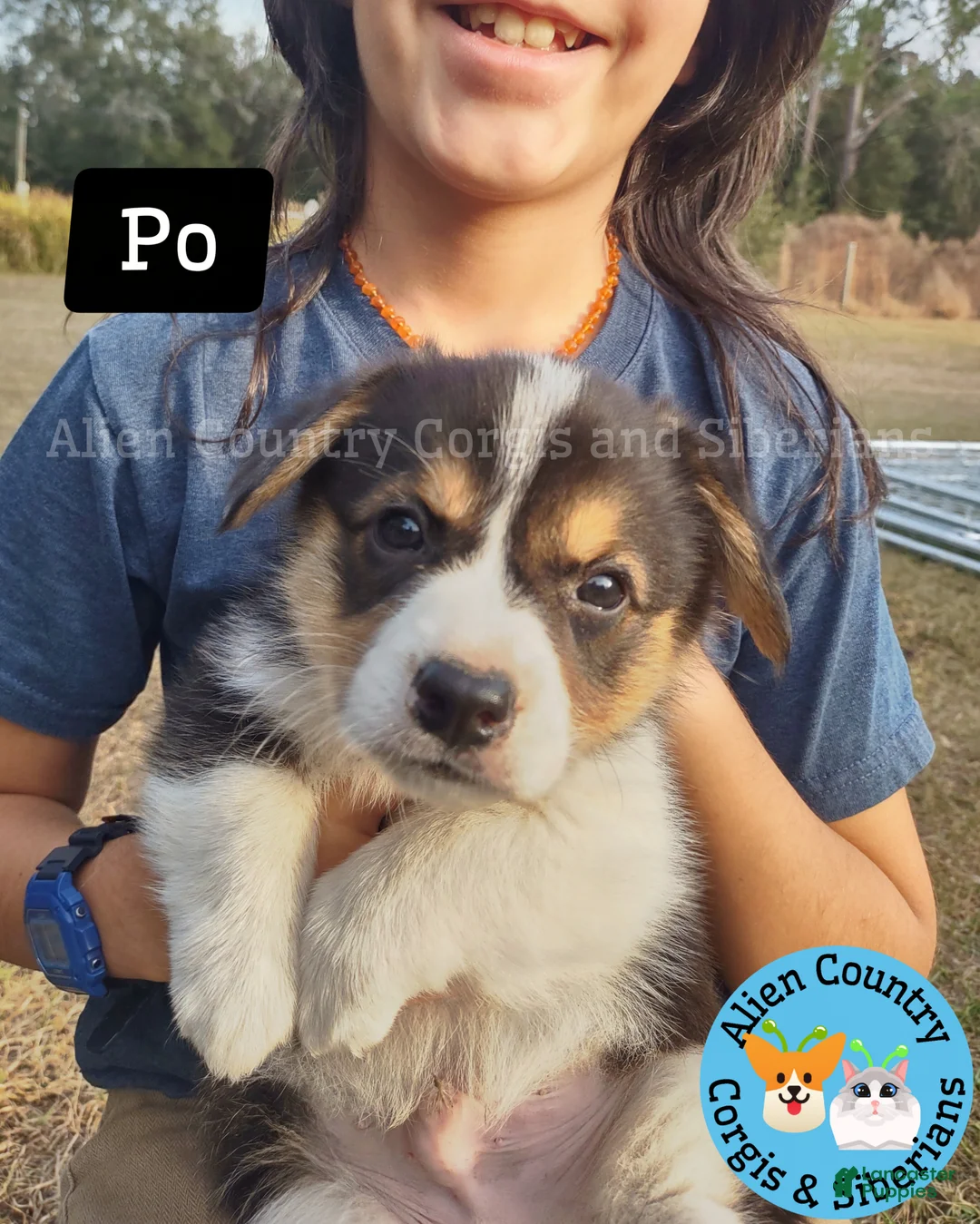 Welsh Corgi Pembroke dogs for sale: Welsh Corgi Pembroke Puppy 3 - Ad 1