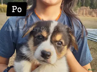 Welsh Corgi Pembroke dogs Welsh Corgi Pembroke Puppy 3 - Ad 4