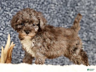 Havapoo dogs Evan - Ad 4