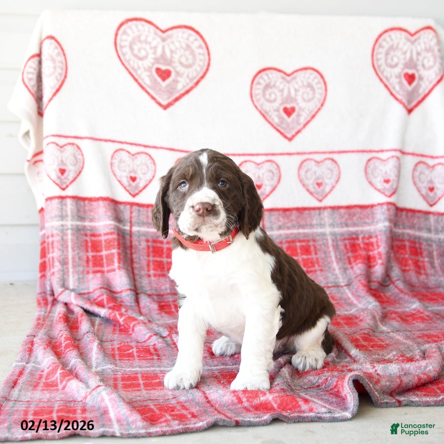 English Springer Spaniel dogs Delta - Ad 2