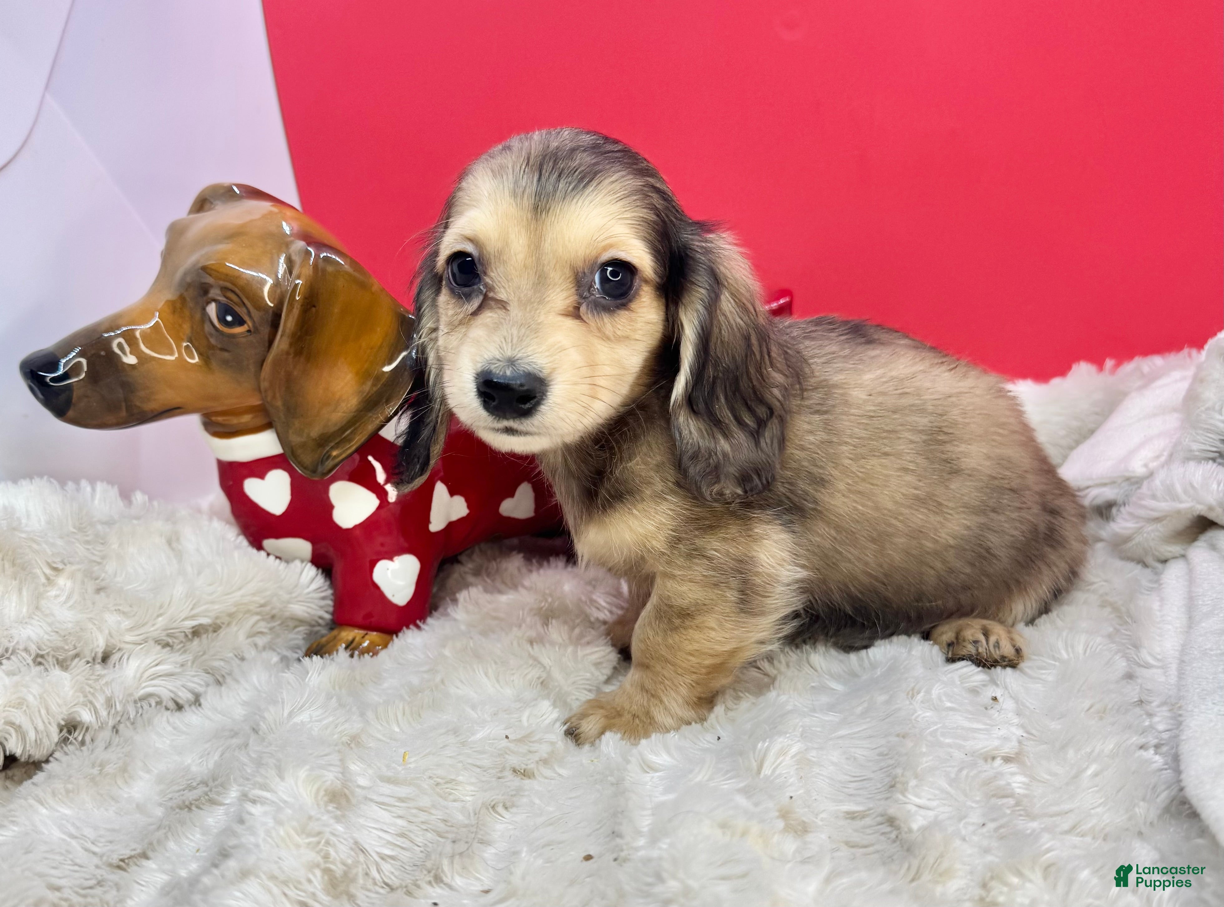 Miniature Dachshund dogs Eng cream dapple - Ad 21