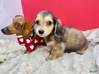 Miniature Dachshund dogs Eng cream dapple - Ad 12