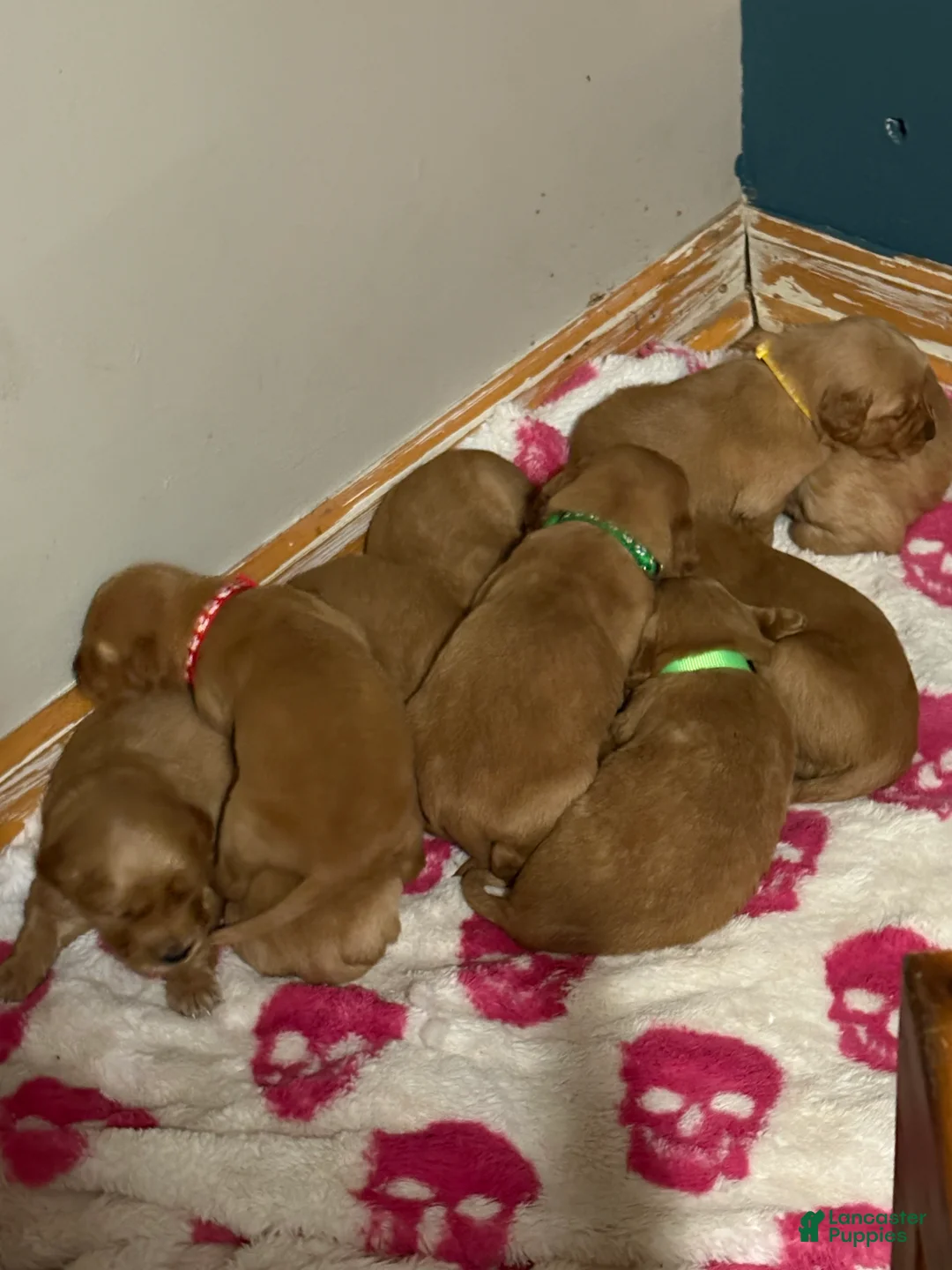 Golden Retriever dogs for sale: Golden Retriever Puppy 2 - Ad 1
