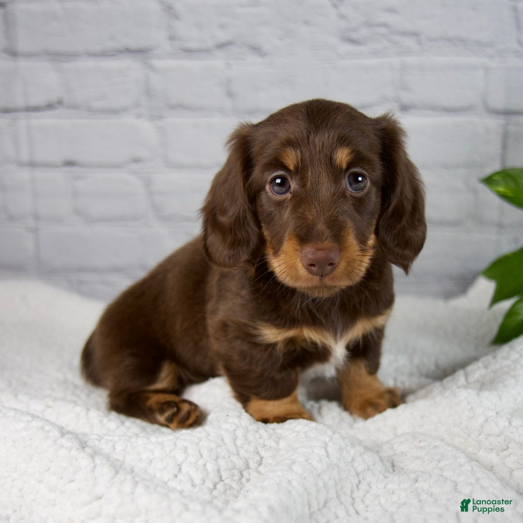 May for sale in Dundee Lancaster Puppies - Main Image