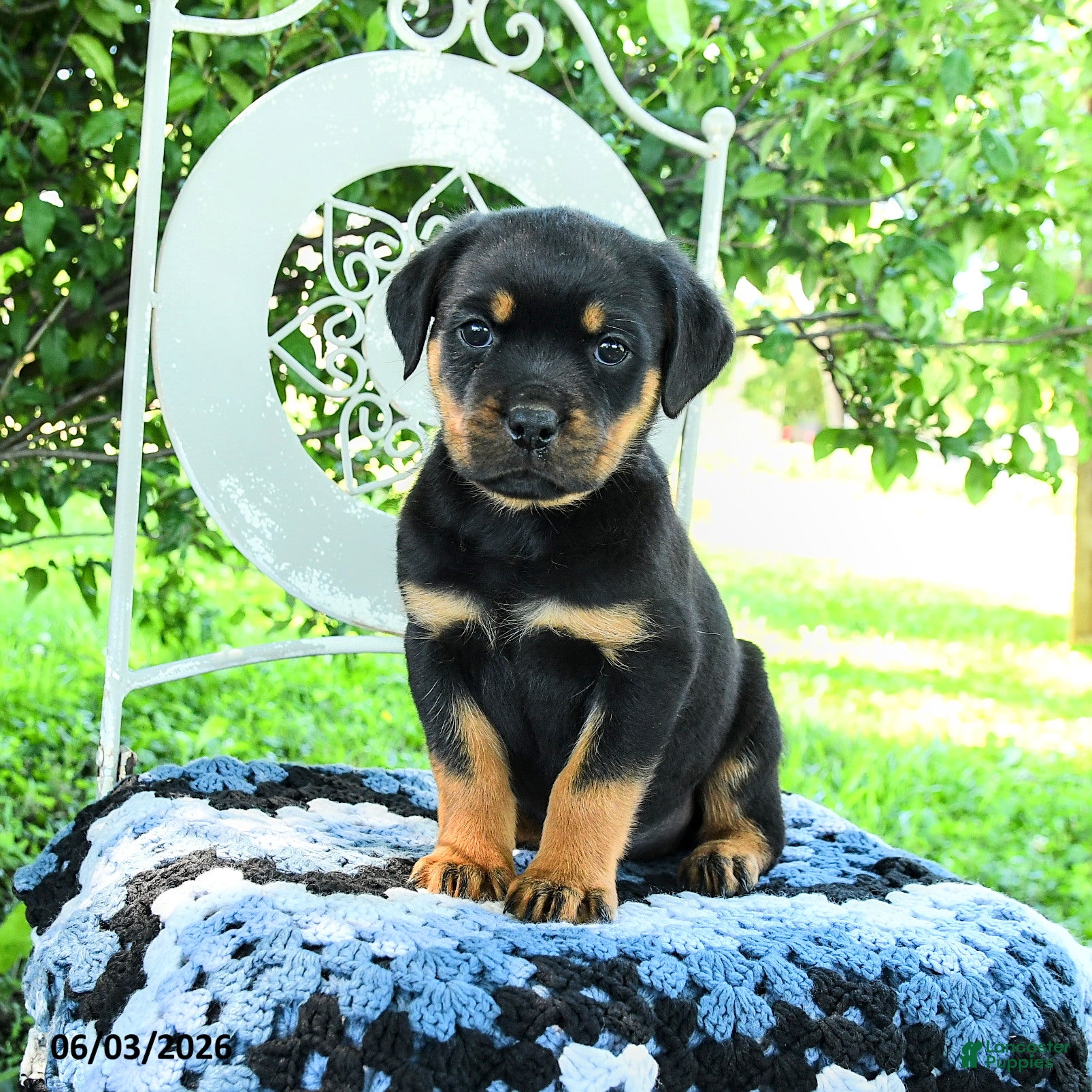 Rottweiler dogs for sale: Jordan - Ad 2