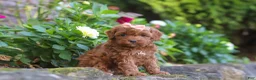 Cockapoo dogs for sale: Willow - Ad 5