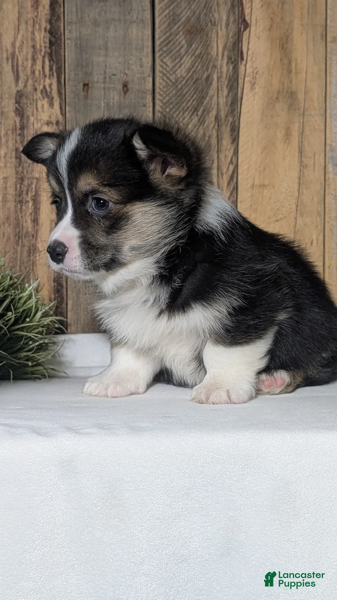 Welsh Corgi Pembroke dogs for sale: Nash - Ad 2