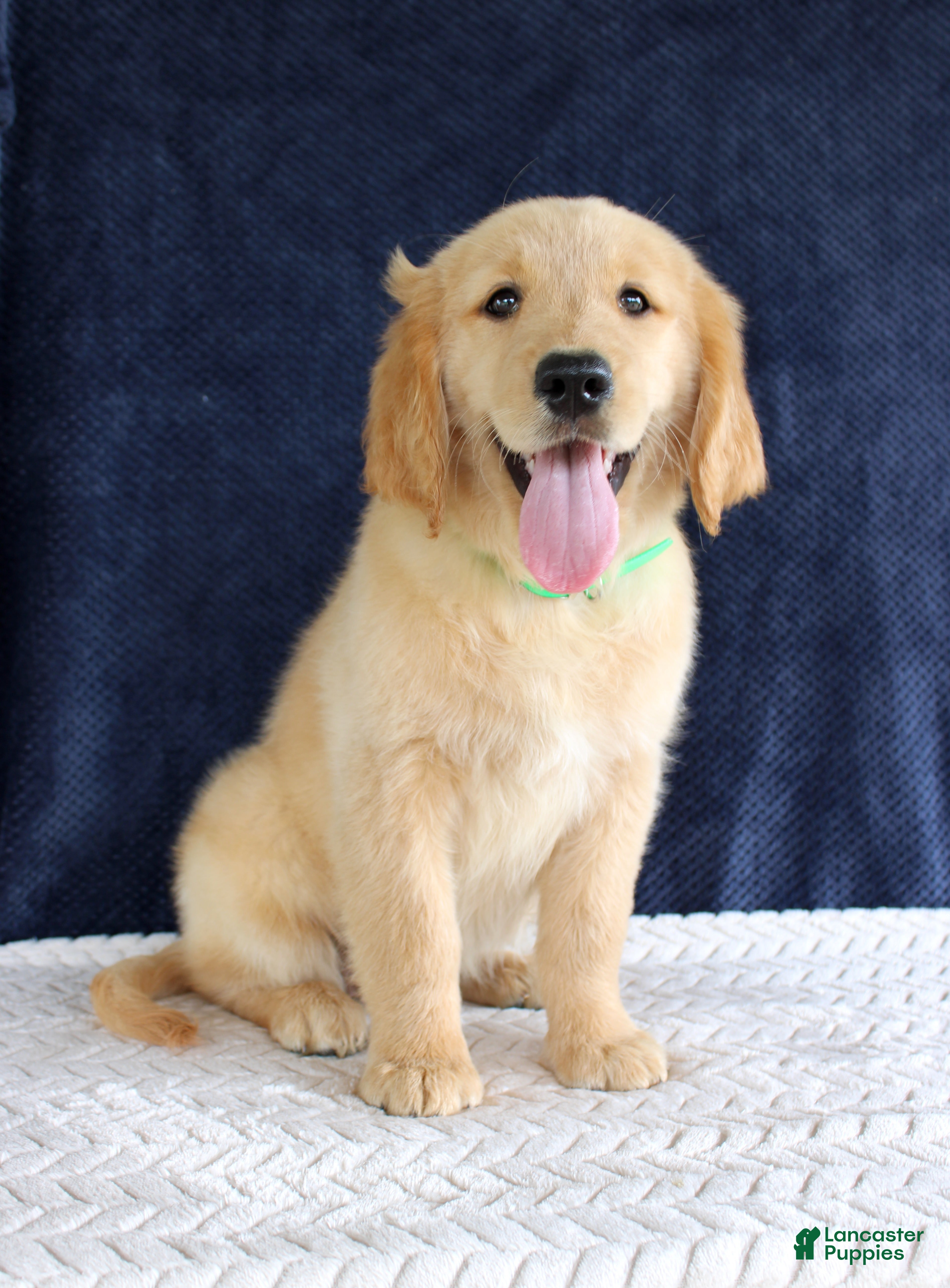 Golden Retriever dogs Heather - Ad 38