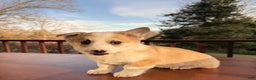 Welsh Corgi Pembroke dogs for sale: Tucker - Ad 11