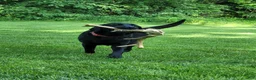 Labrador Retriever dogs for sale: Sarayah - Ad 7