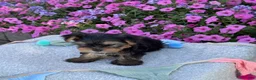 Yorkshire Terrier dogs for sale: Ivy - Ad 11
