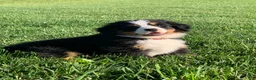 Bernese Mountain Dog dogs for sale: Fern - Ad 10