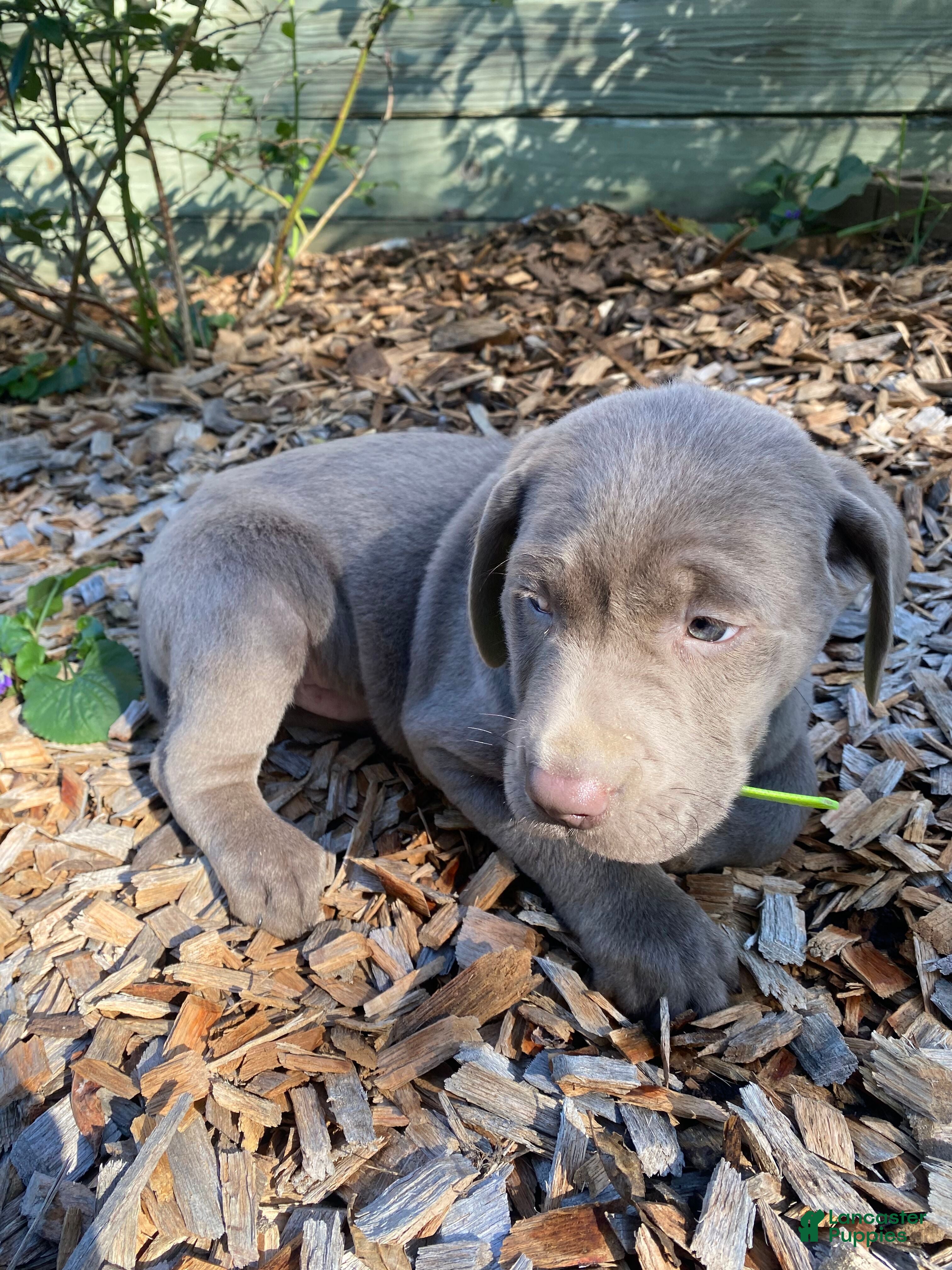 Labrador Retriever dogs Charlie - Ad 2