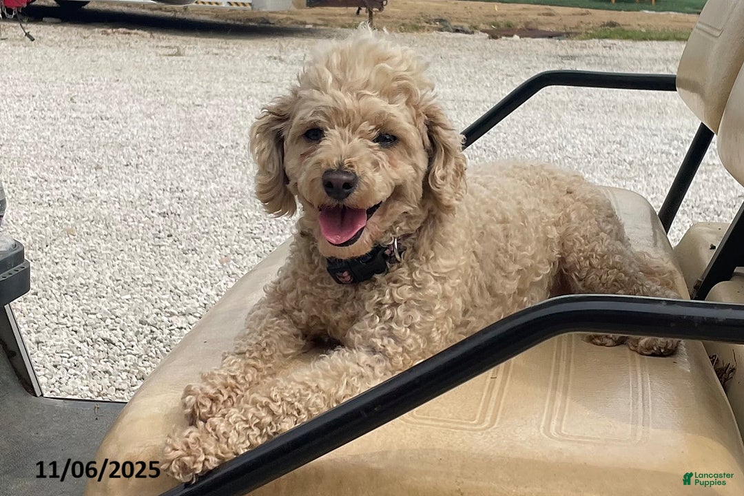 Toy Poodle dogs for sale: Joey - Ad 3