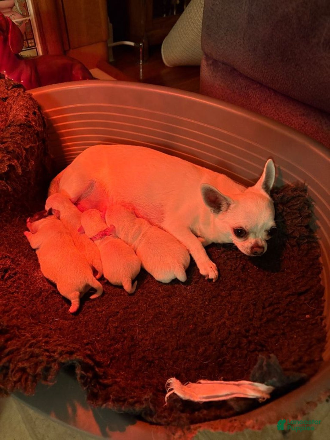 Chihuahua dogs for sale: Chihuahua Puppy 1 - Ad 3