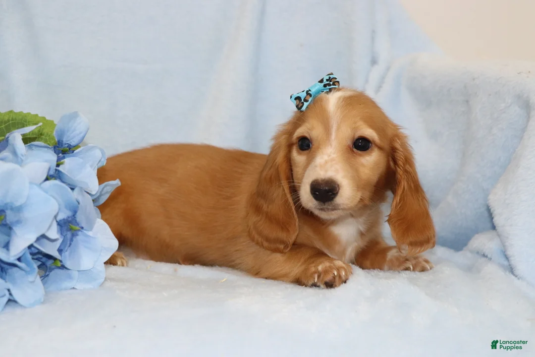 Miniature Dachshund dogs for sale: Fawn  - Ad 1