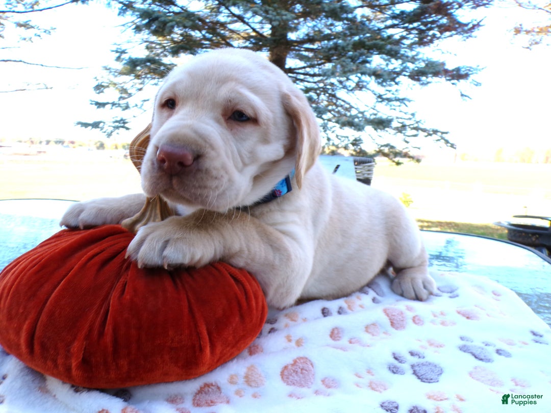 Labrador Retriever dogs for sale: Labrador Retriever Puppy 4 Mason - Ad 1