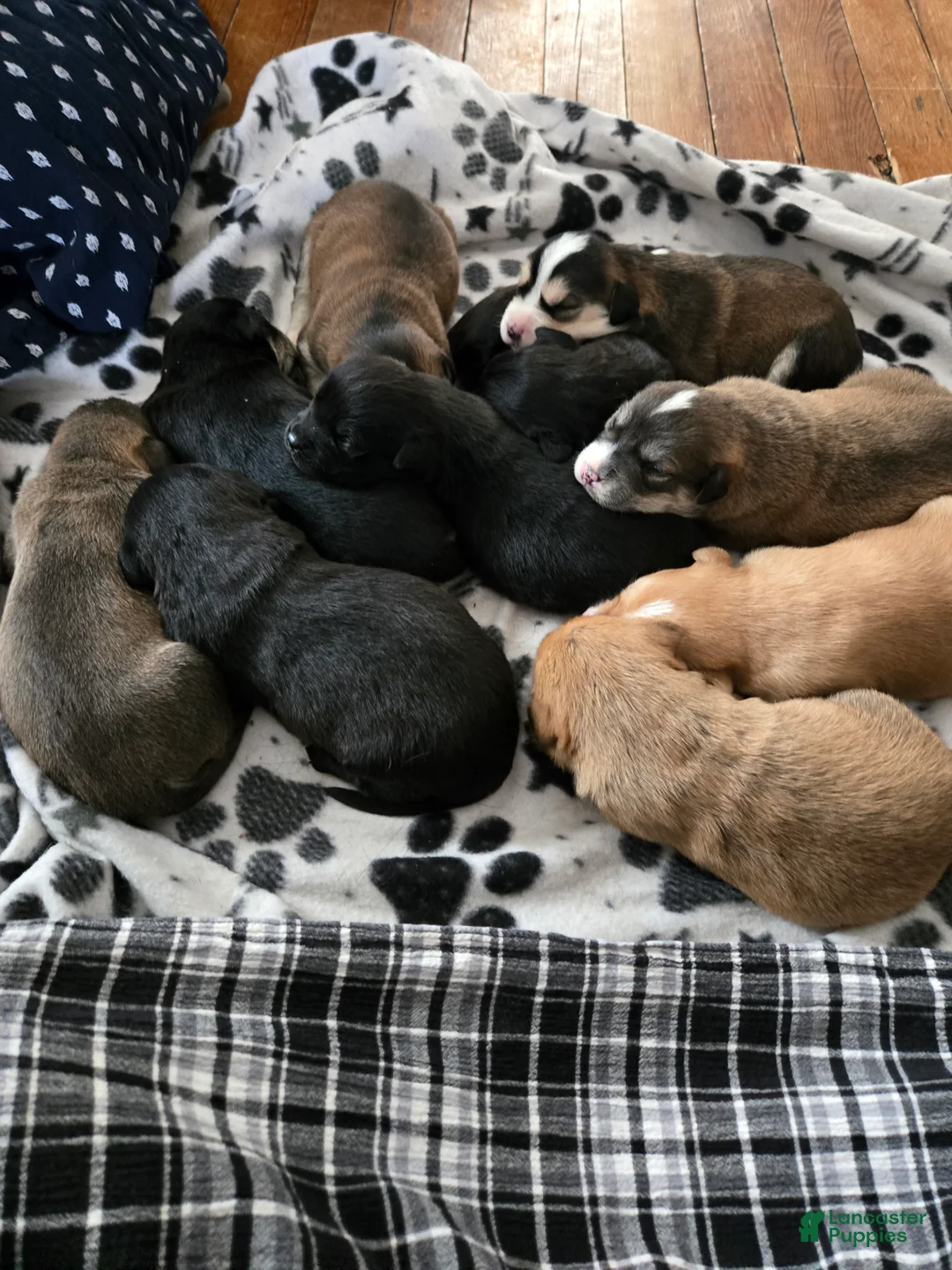 Mixed Breed dogs for sale: Hershey - Ad 5