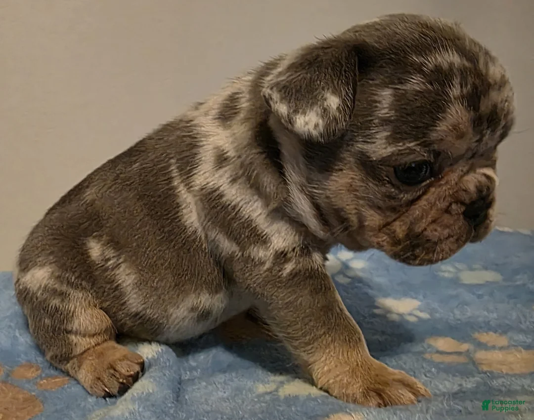 French Bulldog dogs for sale: Basil - Ad 2