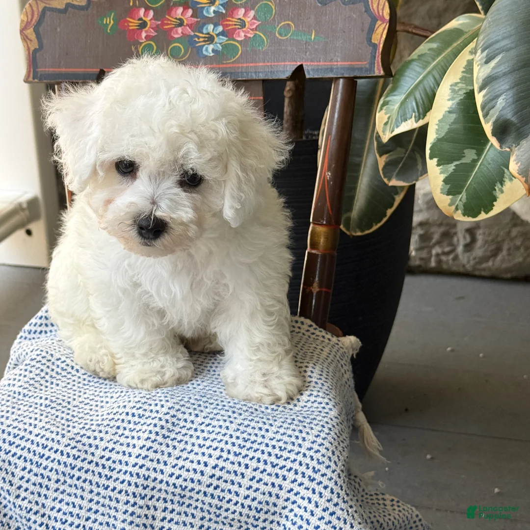 Bichon Frise dogs for sale: Jeffrey - Ad 1