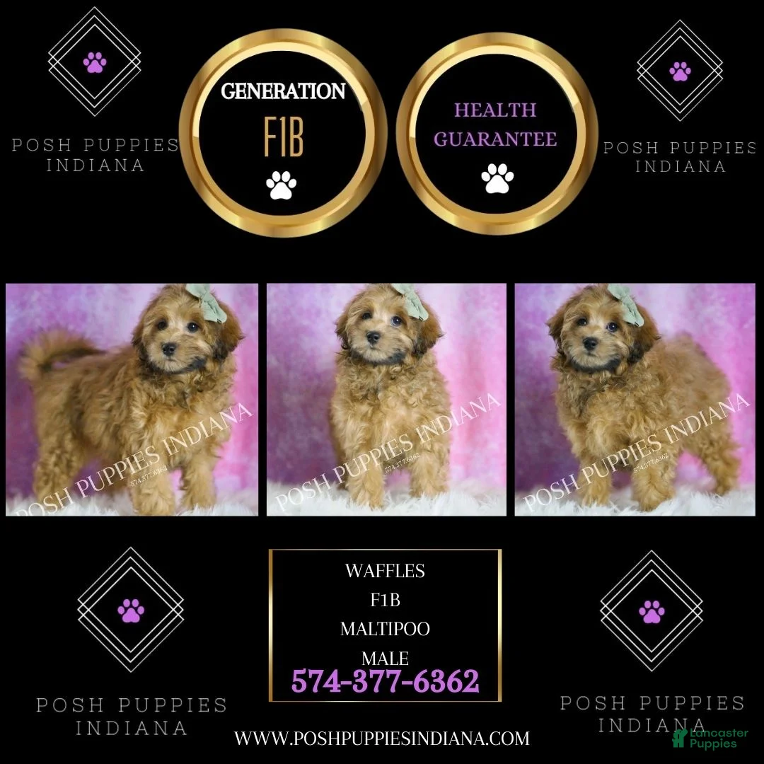 Maltipoo dogs for sale: Waffles - Ad 5