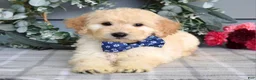 Goldendoodle dogs for sale: Freddie - Ad 4