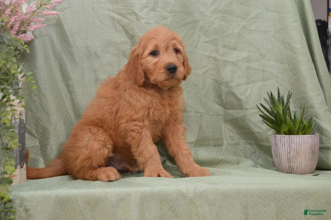 Goldendoodle dogs for sale: Buster - Ad 2