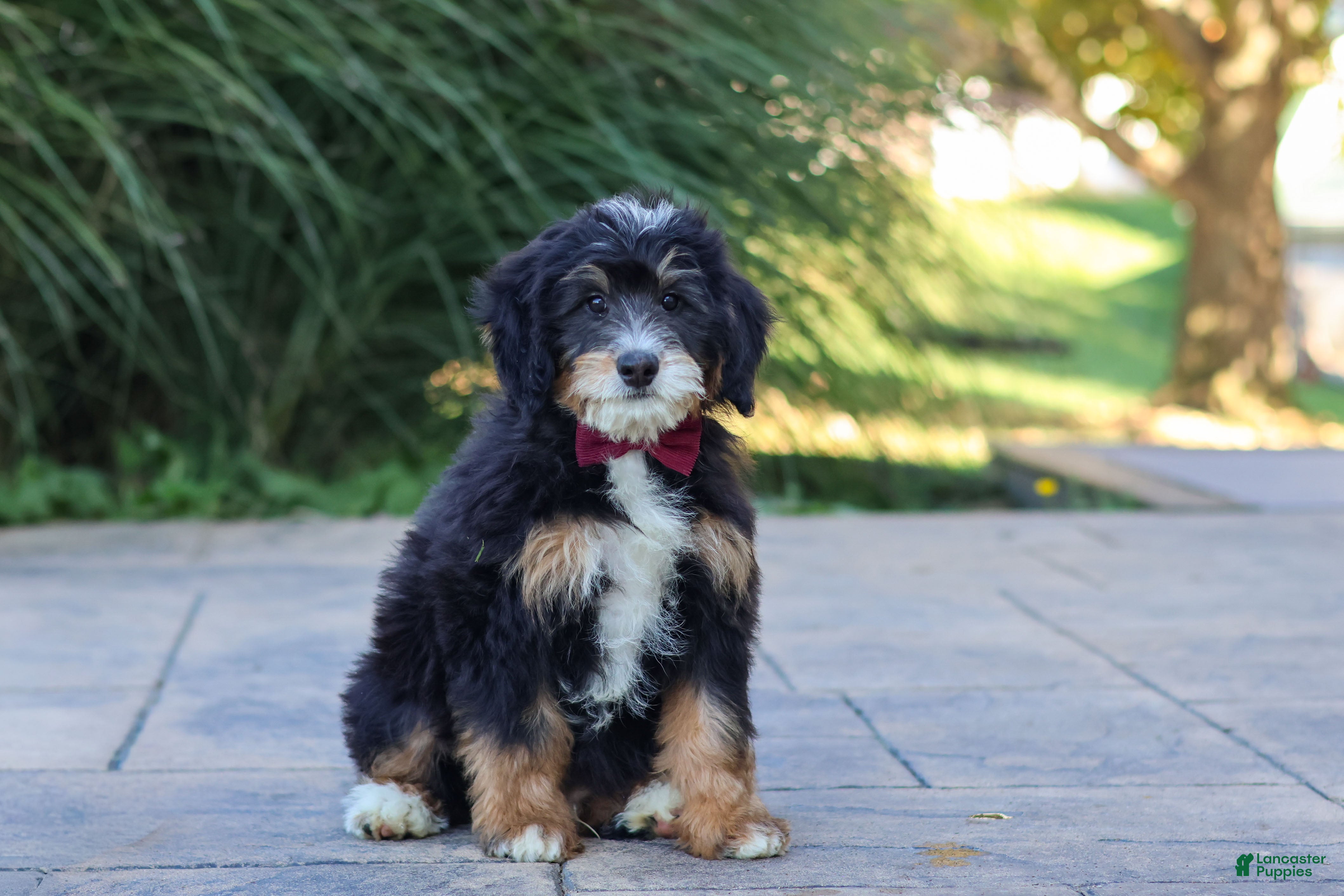 Mini Bernedoodle dogs Airhead - Ad 1