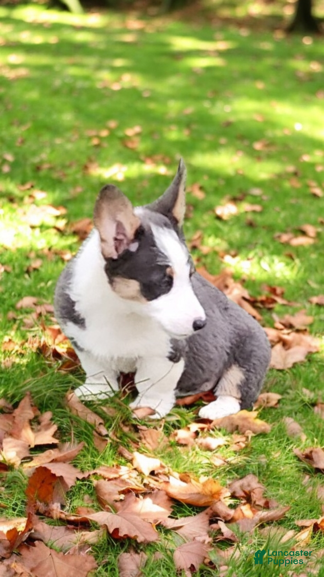 Welsh Corgi Pembroke dogs for sale: Arnie Bluie - Ad 19