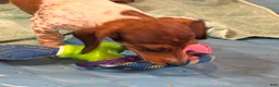 Miniature Dachshund dogs for sale: Nellie - Ad 5