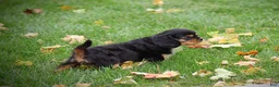 Cavalier King Charles Spaniel dogs for sale: Zane - Ad 7