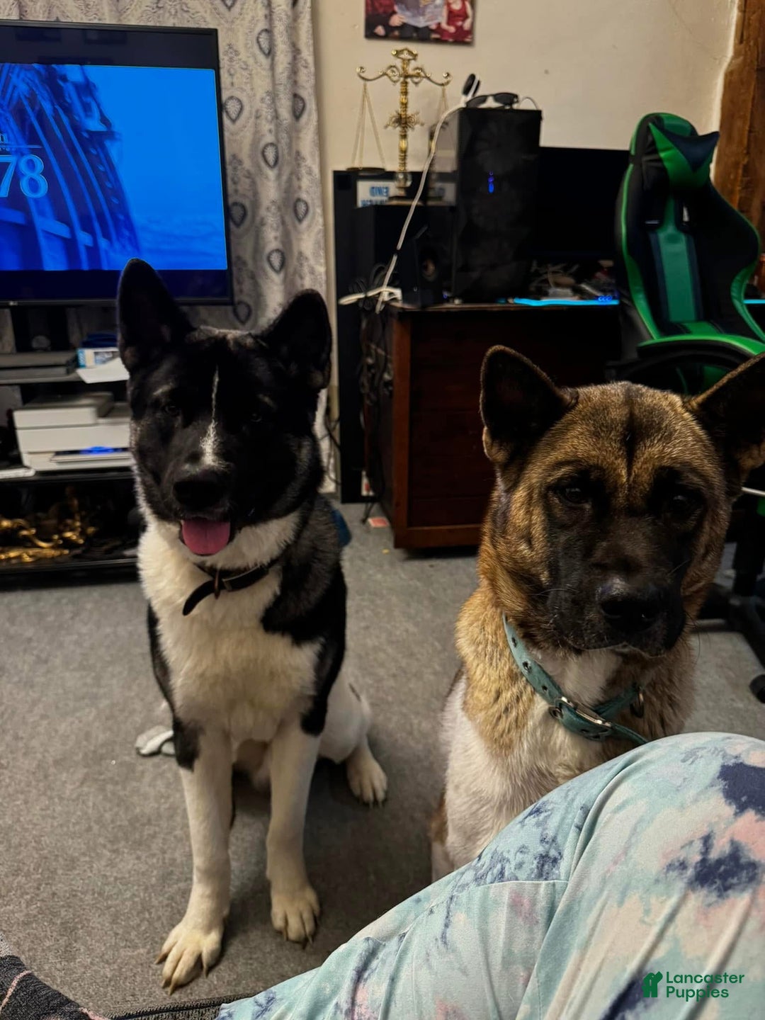 Akita dogs for sale: Akita Puppy 1 - Ad 7
