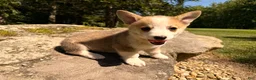 Welsh Corgi Pembroke dogs for sale: Floyd - Ad 7