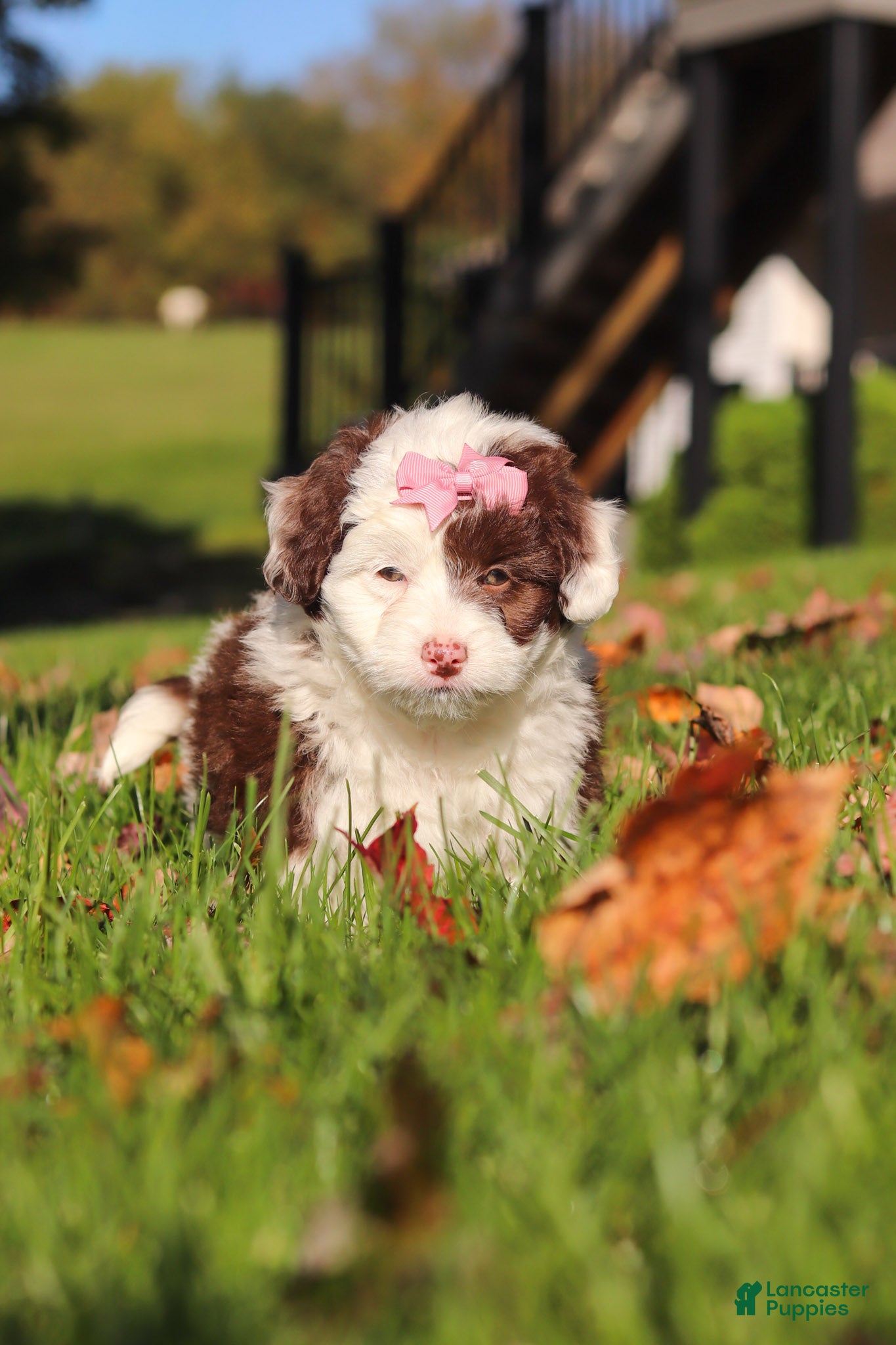 Mini Aussiedoodle dogs Pansy - Ad 2