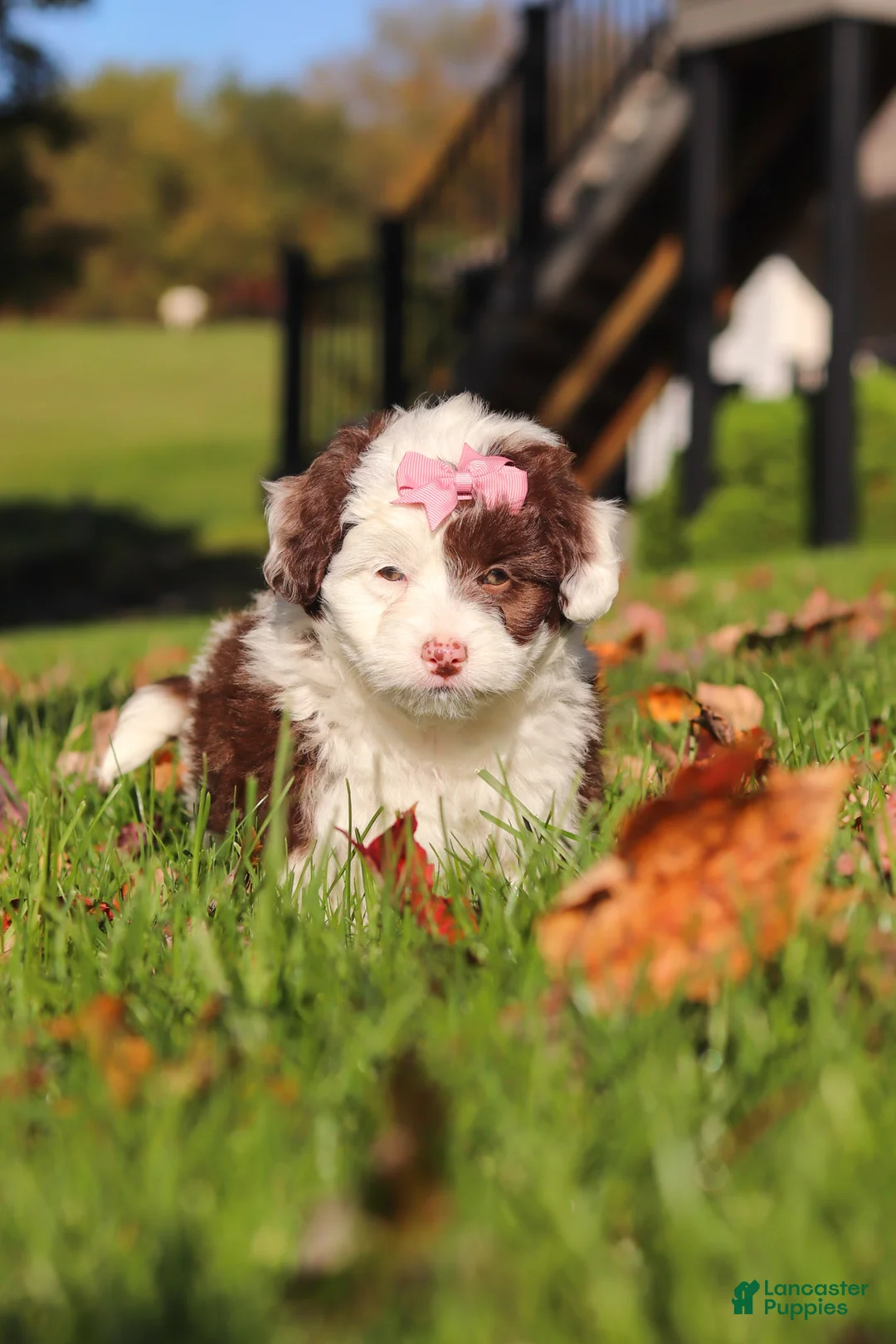 Mini Aussiedoodle dogs for sale: Pansy - Ad 2