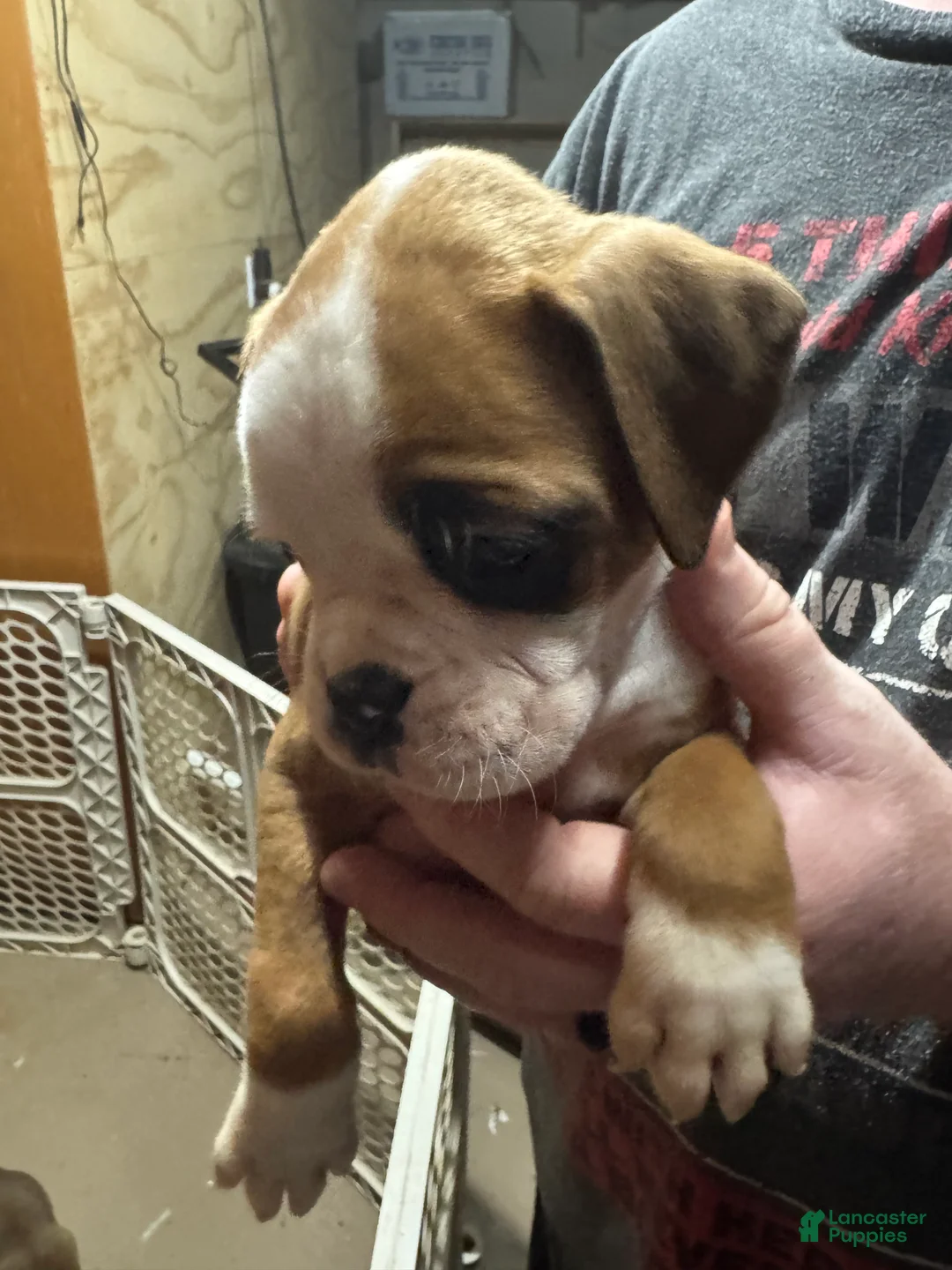 Boxer dogs for sale: Luna  - Ad 2