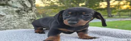 Miniature Dachshund dogs for sale: Remy  - Ad 39