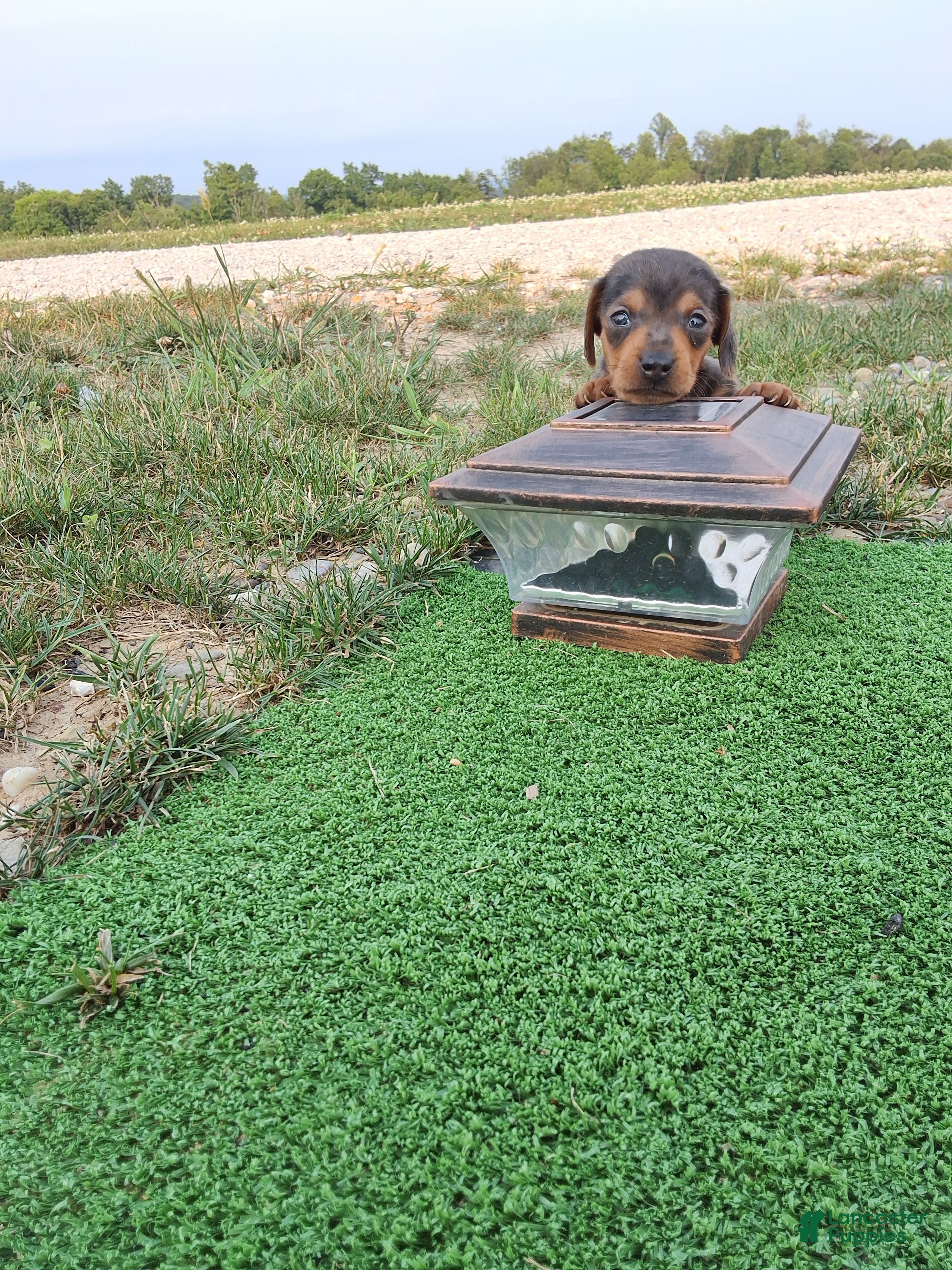 Dachshund dogs Melony - Ad 41